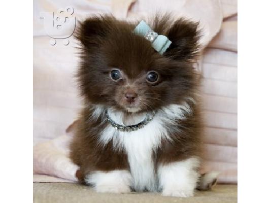 PoulaTo: Pomeranian κουτάβια - Ready 60Euro